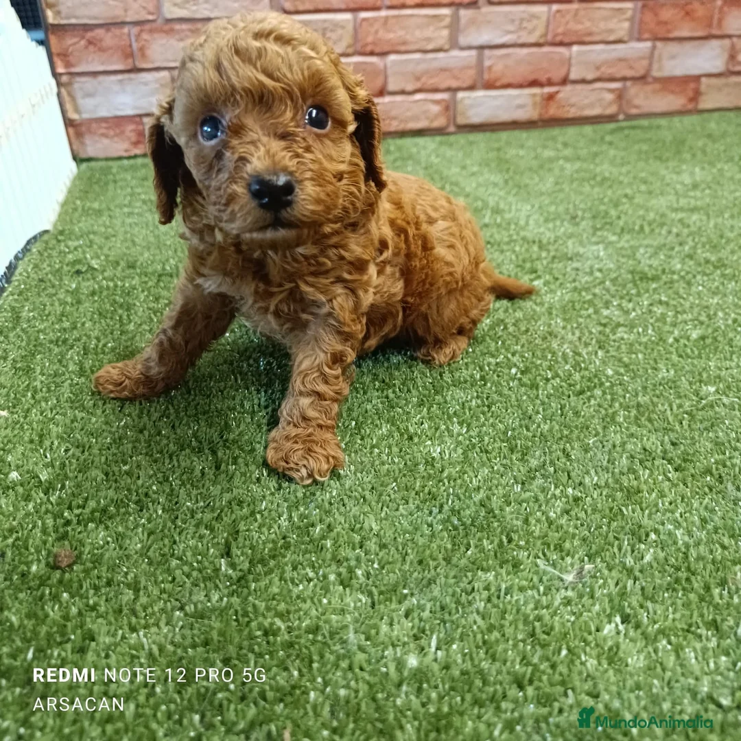 Caniche Toy perros en venta: Caniche toy Rojos y apricot - Anuncio 5