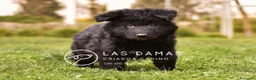 Pastor Alemán perros en venta: Pastor alemán color negro disponibles - Anuncio 2