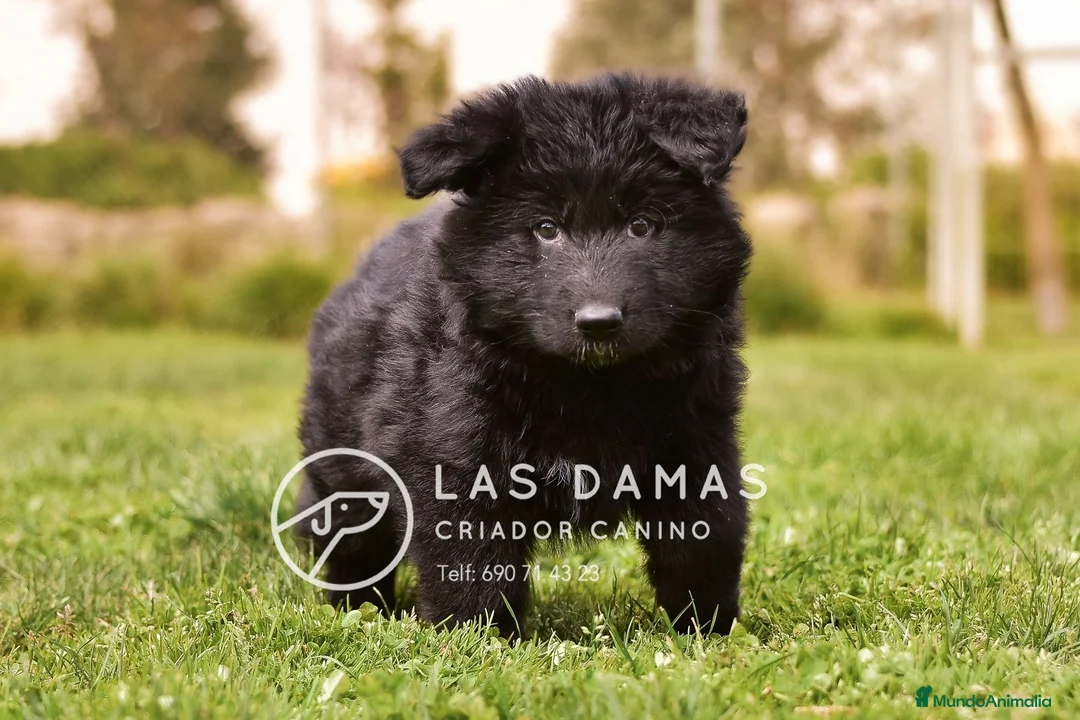 Pastor Alemán perros en venta: Pastor alemán color negro disponibles - Anuncio 2