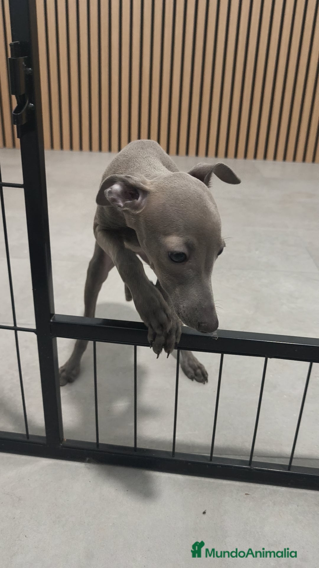 Pequeño Lebrel Italiano perros Galgo Italiano Piccolo Lebrel Italiano  - Anuncio 1