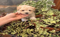 Maltipoo perros en venta: Maltipoo macho !!! - Imagen 3