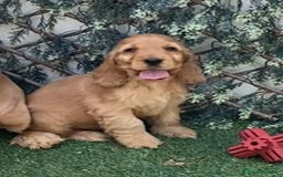 Cocker Spaniel Inglés perros en venta: COCKER SPANIEL INGLÉS. CACHORROS - Imagen 1