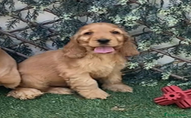 Cocker Spaniel Inglés perros - Anuncio 1
