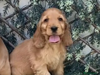 Cocker Spaniel Inglés perros - Anuncio 4