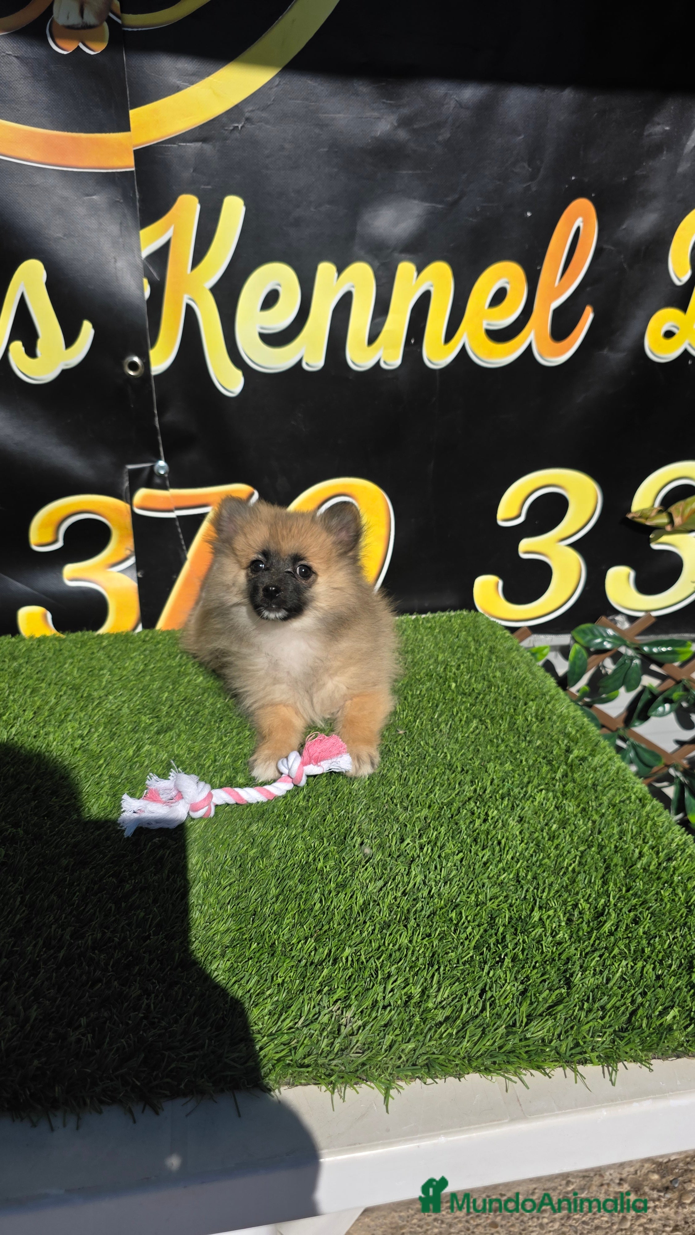 Spitz pequeño - Kleinspitz perros Spitz pomerania - Anuncio 2