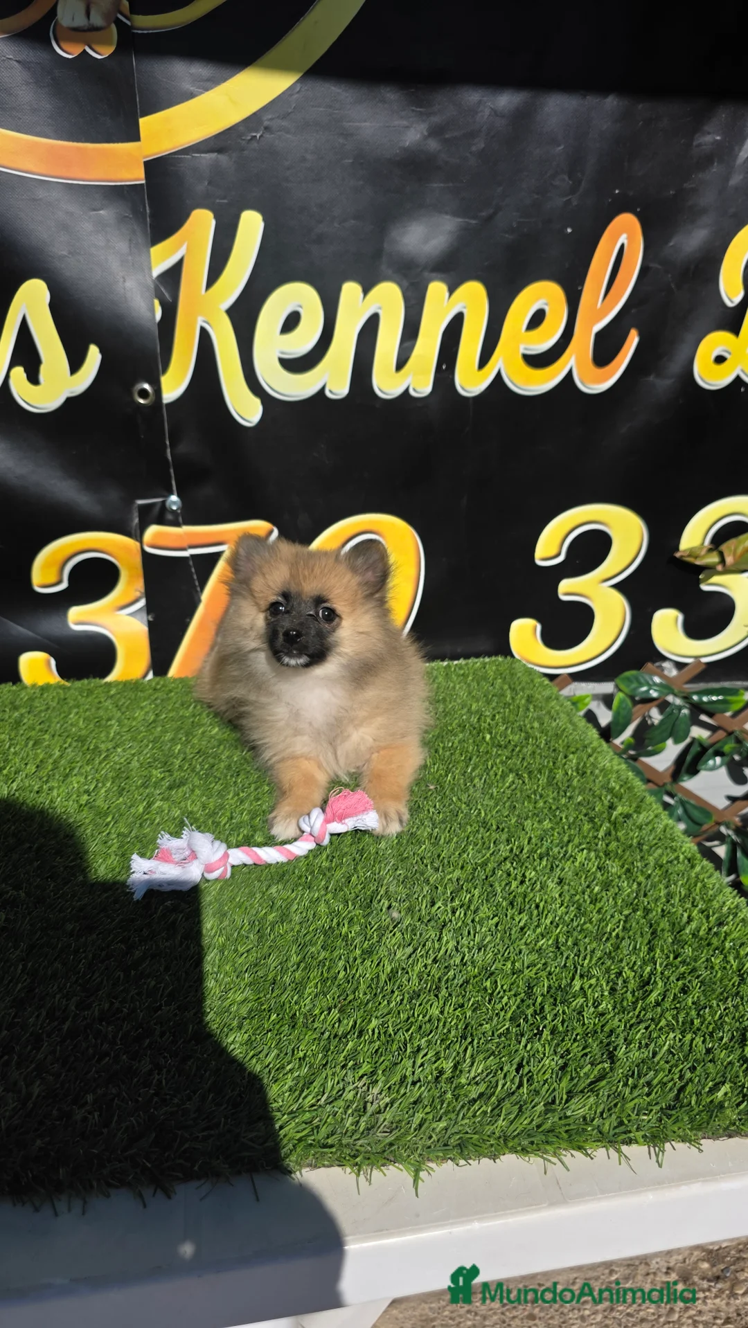 Spitz pequeño - Kleinspitz perros en venta: Spitz pomerania - Anuncio 1