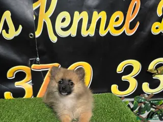 Spitz pequeño - Kleinspitz perros Spitz pomerania - Anuncio 2