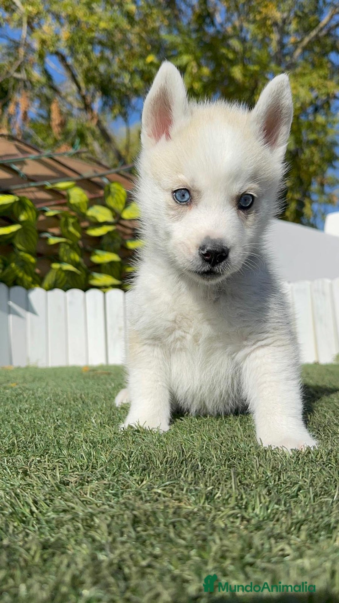 Husky Siberiano perros en venta: HUSKY  - Anuncio 20