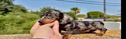 Teckel Miniatura perros en venta: Teckel arlequin silver  - Anuncio 2