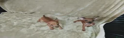 Pinscher Miniatura perros en venta: Preciosos pinscher miniatura disponible 🐶🐾 - Anuncio 4