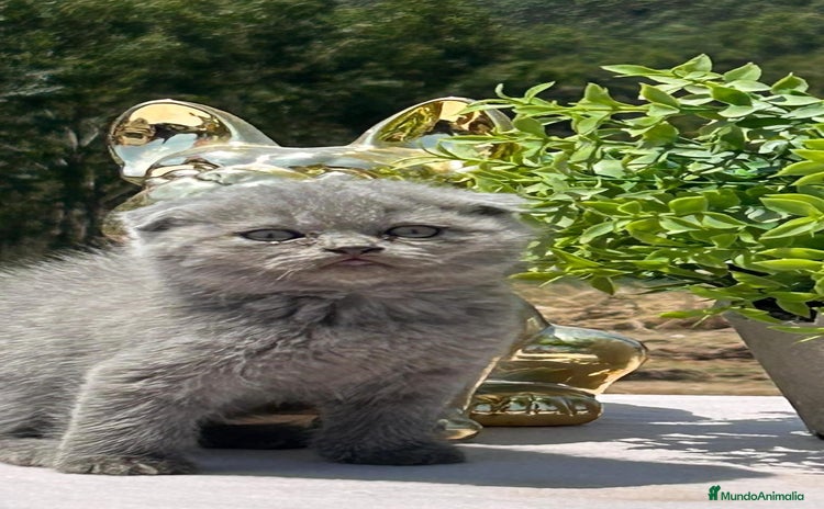 Scottish Fold gatos - Anuncio 1