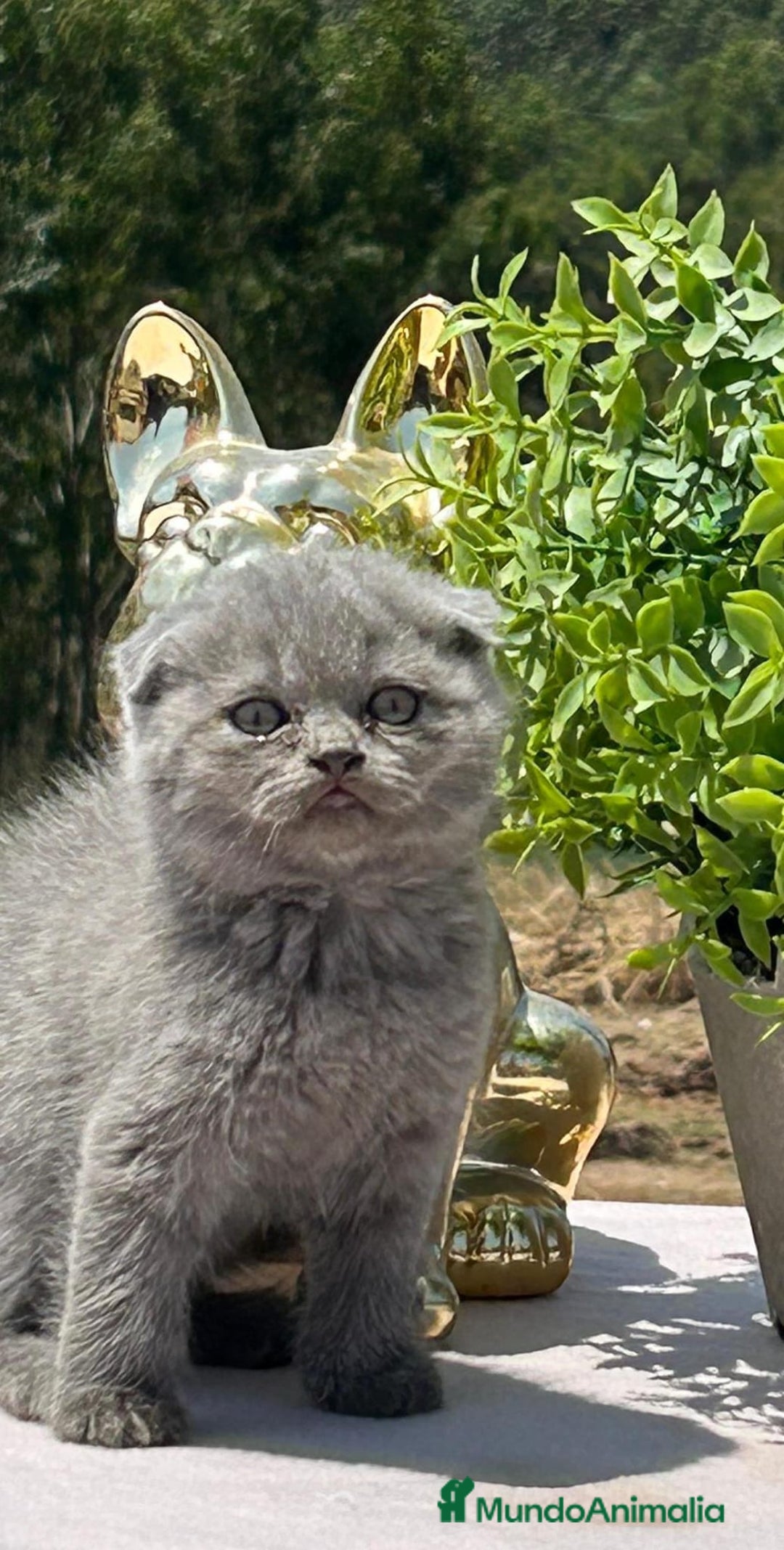 Scottish Fold gatos en venta: Scottish hembra  - Imagen 1