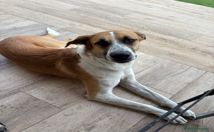 Terrier Alemán de Caza perros - Anuncio 2