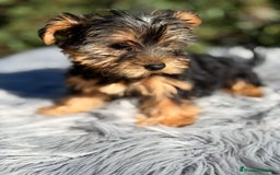 Yorkshire Terrier perros en venta: Yorkshire negro fuego - Imagen 4
