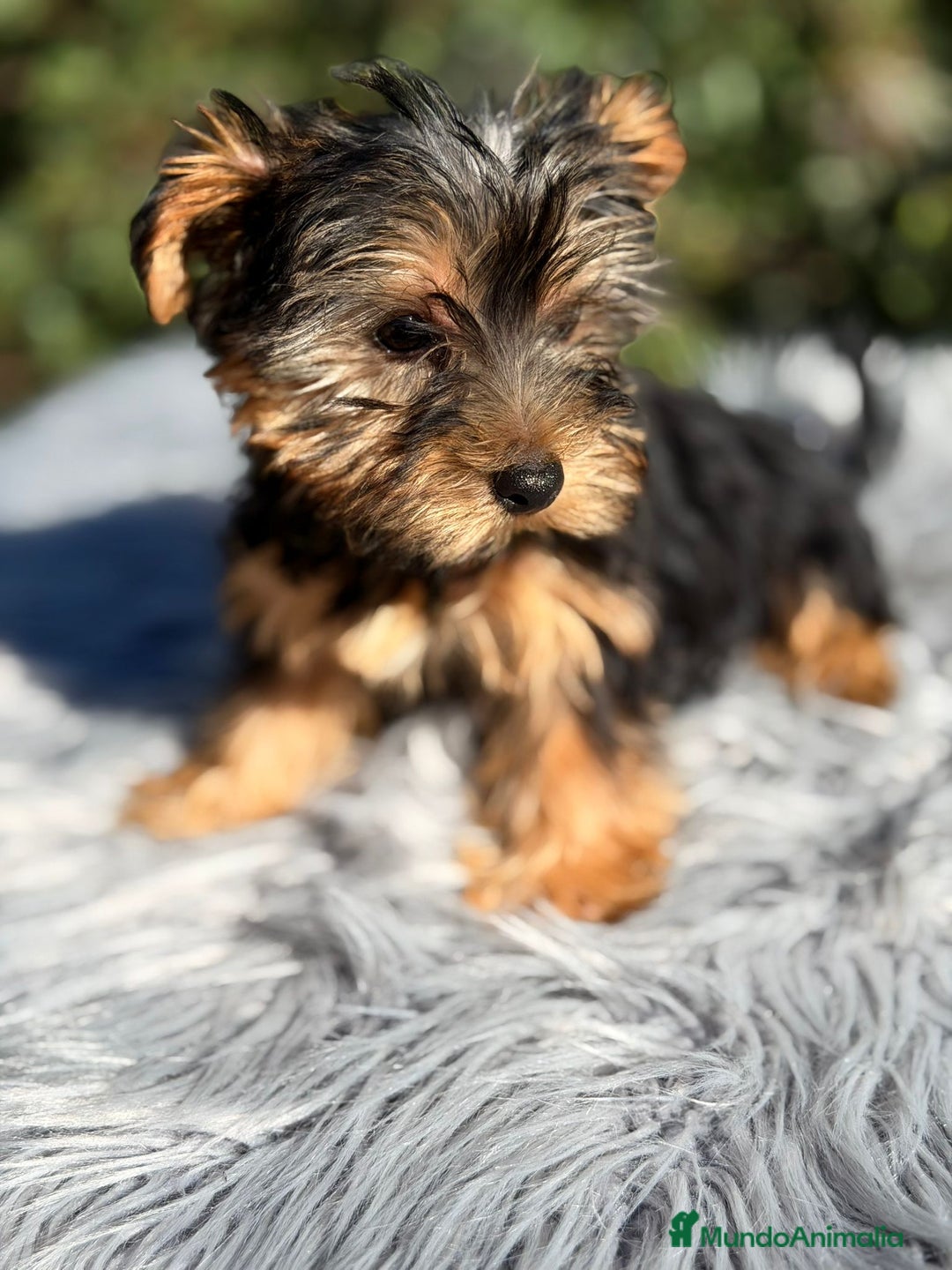 Yorkshire Terrier perros en venta: Yorkshire negro fuego - Imagen 4