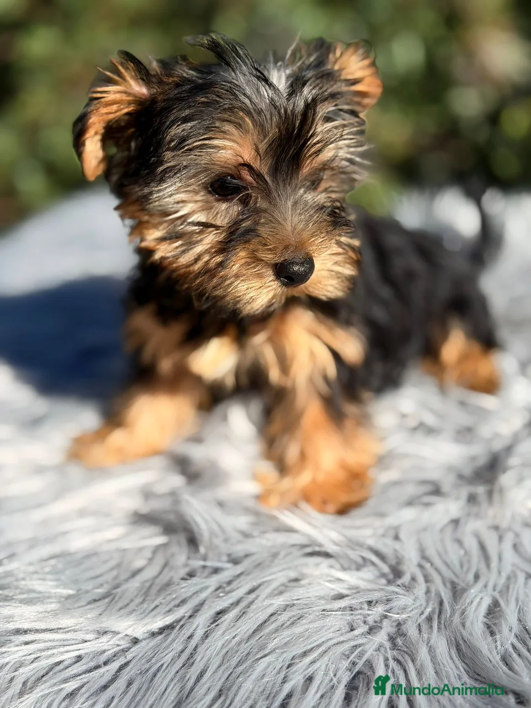 Yorkshire Terrier perros en venta: Yorkshire negro fuego - Anuncio 4
