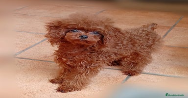 Caniche Toy perros en Málaga - Anuncio 12