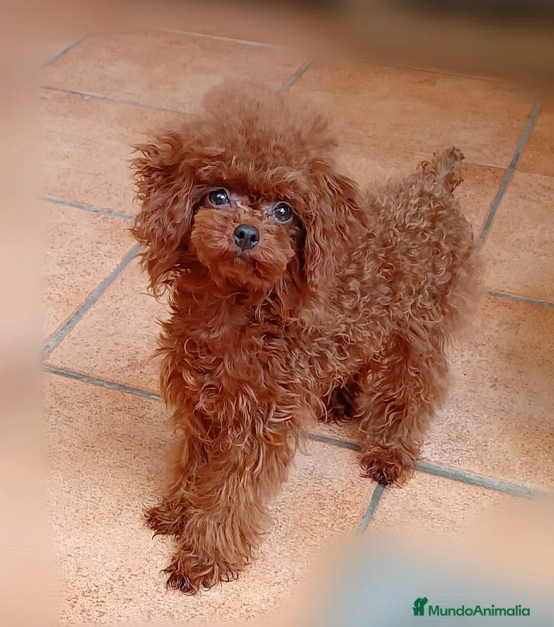 Caniche Toy perros en venta: Caniches 603574813 en Málaga - Anuncio 2