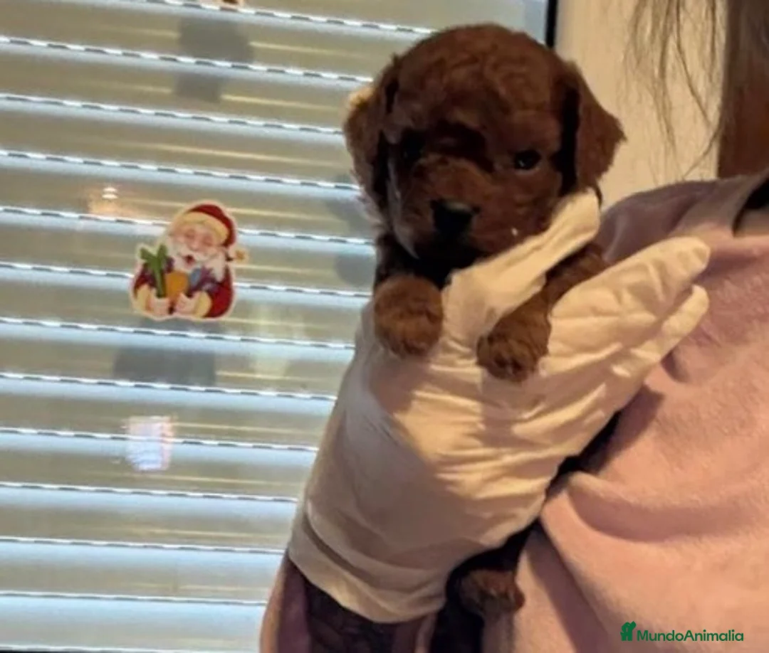 Caniche Toy perros en venta: Caniches asiáticos  - Anuncio 1