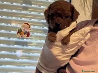 Caniche Toy perros Caniches asiáticos - Anuncio 1