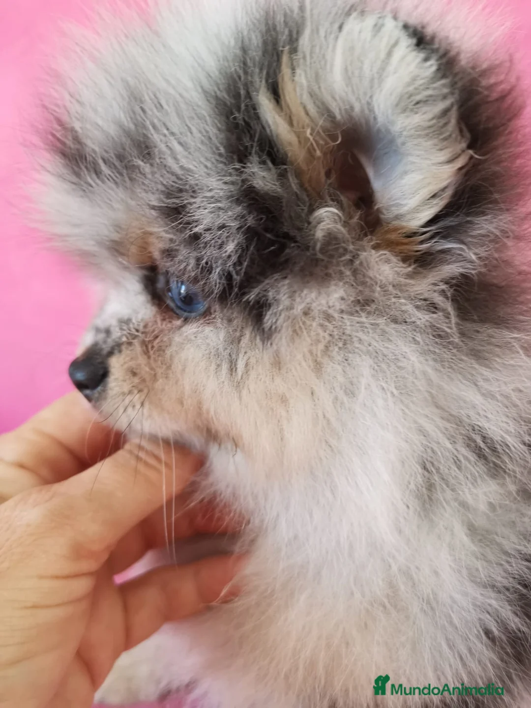 Pomerania perros en venta: Pomerania TOY ♂️♀️ Merle, Crema, Black&Tand - Anuncio 2