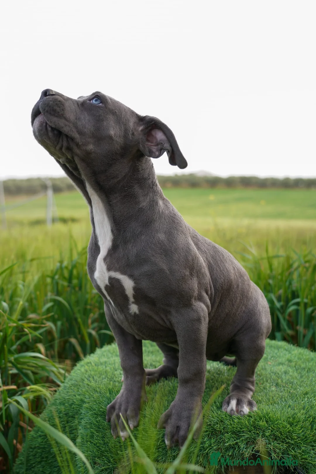 American Bully perros en venta: American bully hembra XL - Anuncio 2