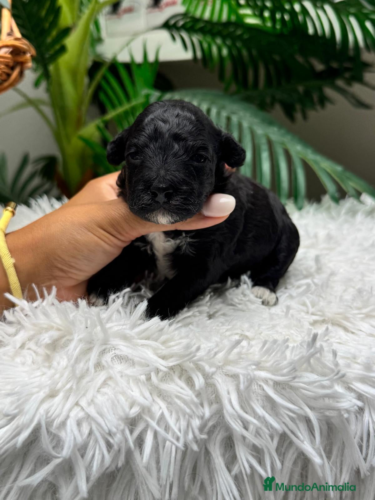 Raza Mixta perros en venta: CANICHE HEMBRA - Anuncio 2