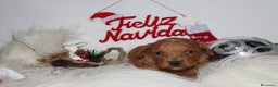 Caniche Toy perros en venta: Caniche toy - Anuncio 11