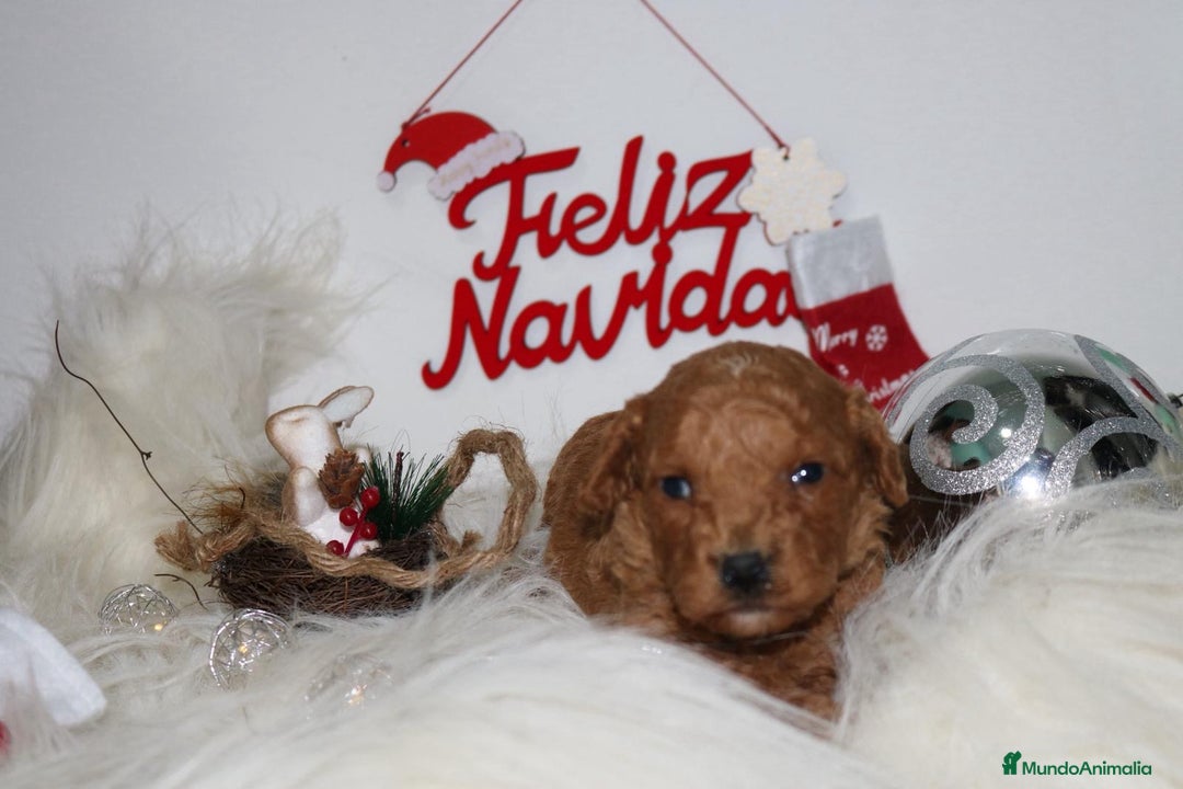 Caniche Toy perros en venta: Caniche toy - Anuncio 11