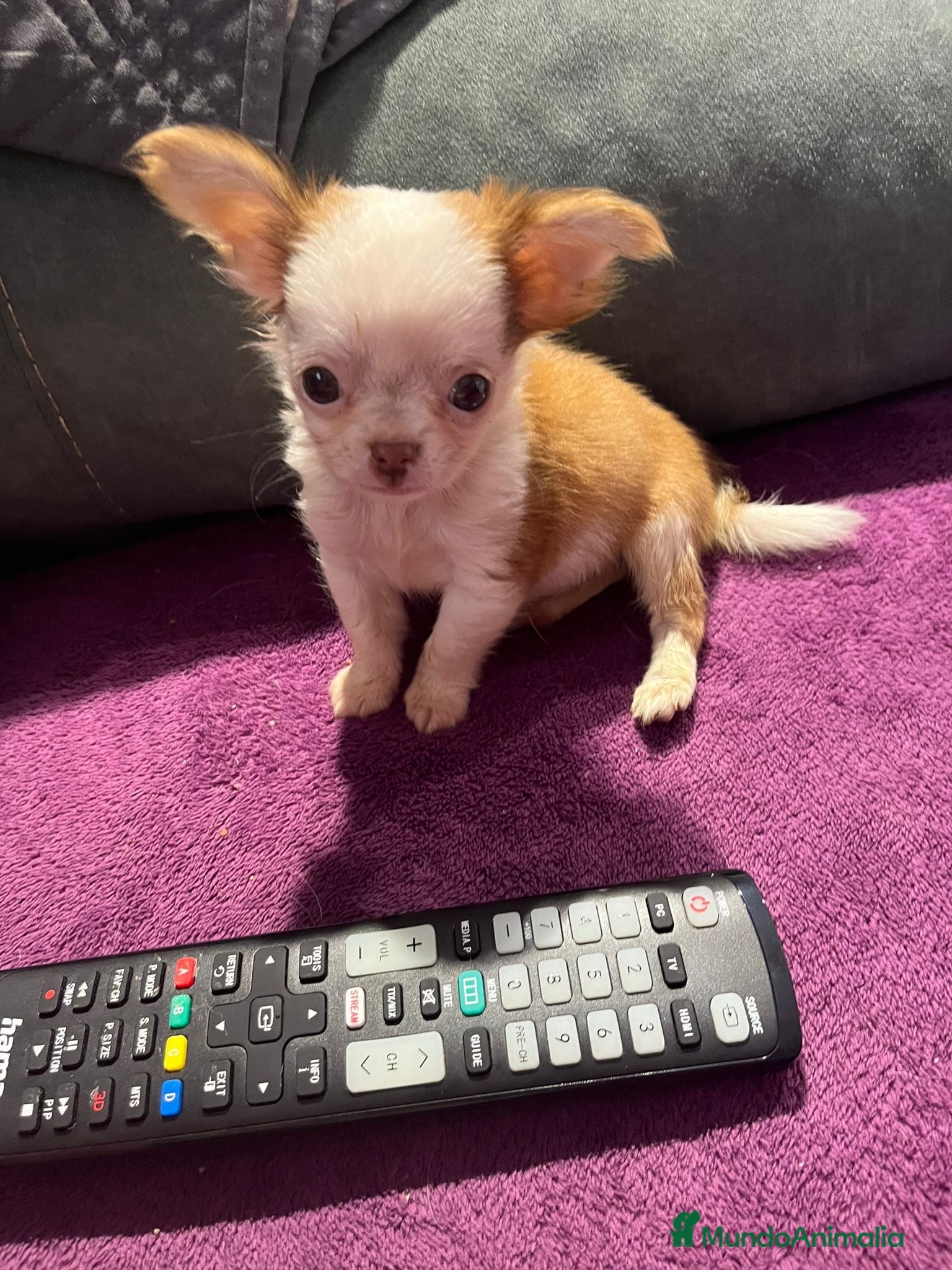 Chihuahua perros Chihuahua mini - Anuncio 27