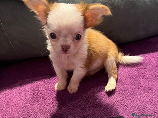 Chihuahua perros Chihuahua mini - Anuncio 1