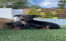 Pinscher Miniatura perros en venta: PINSCHER MINIATURA - Anuncio 10