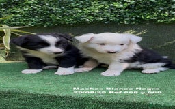 Border Collie perros en venta: Border Collie - Imagen 4