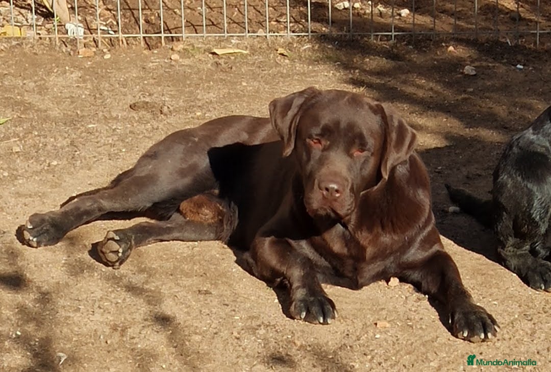 Labrador Retriever perros en venta: Hembra de labrador retriever chocolate  - Anuncio 1