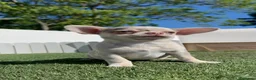 Chihuahua perros en venta: CHIHUAHUA MERLE MACHO - Anuncio 4