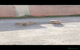 American Bully perros en venta: American bully pocket  - Imagen 2