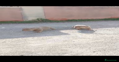 American Bully perros - Anuncio 2