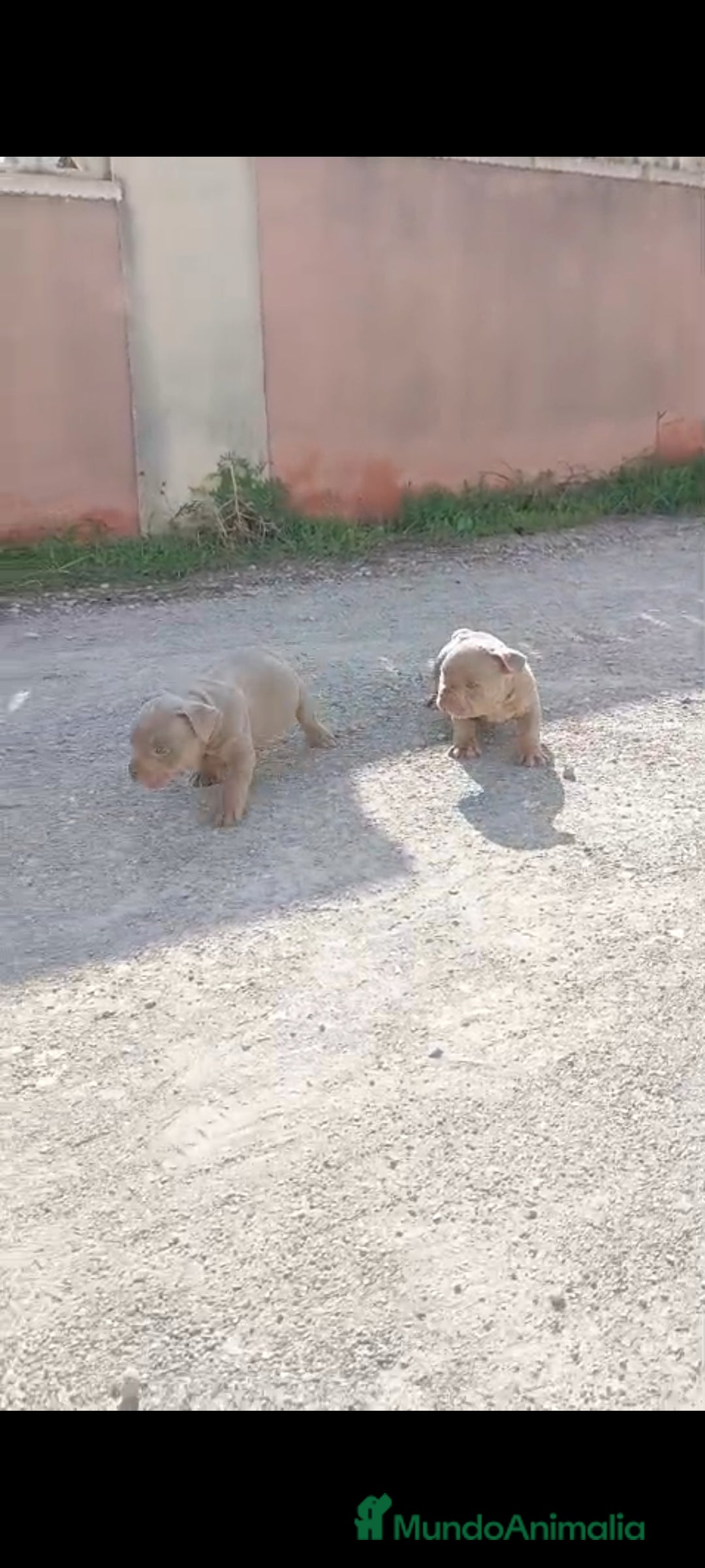 American Bully perros en venta: American bully pocket  - Imagen 2