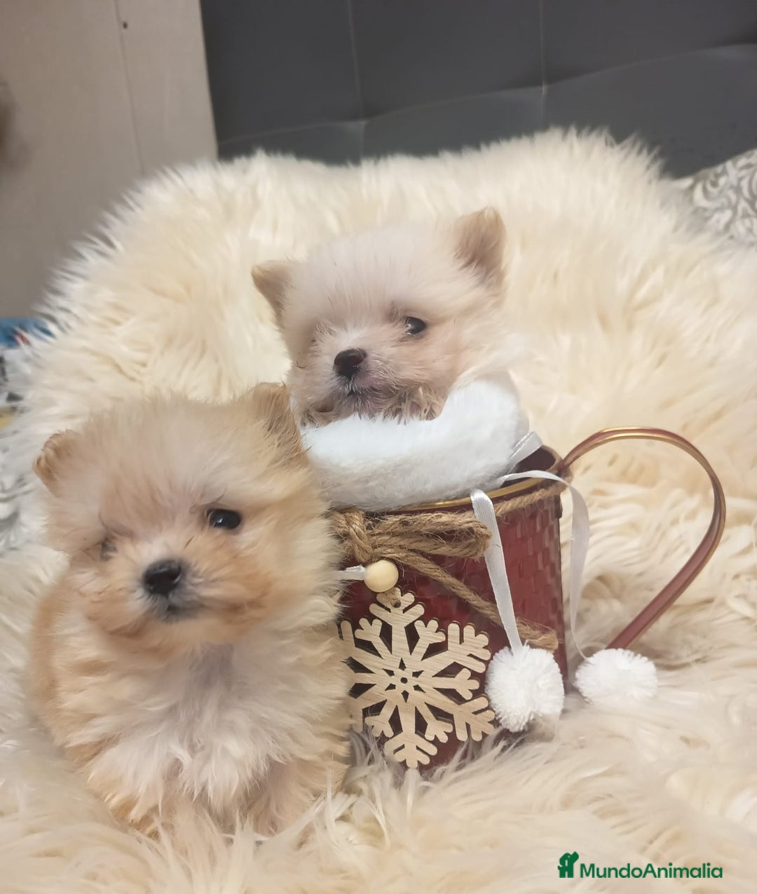 Bichón Habanero perros en venta: Bichón Habanero - Anuncio 1