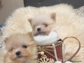 Bichón Habanero perros Bichón Habanero - Anuncio 1