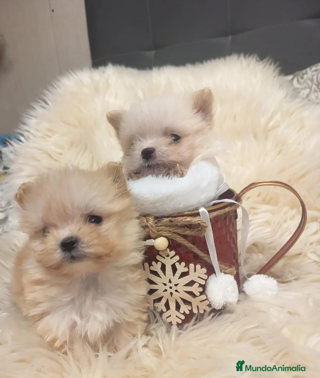 Bichón Habanero perros en venta: Bichón Habanero - Anuncio 1