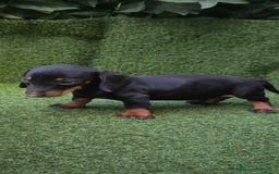 Teckel Miniatura perros en venta: teckel canichen  negro fuego  - Imagen 16