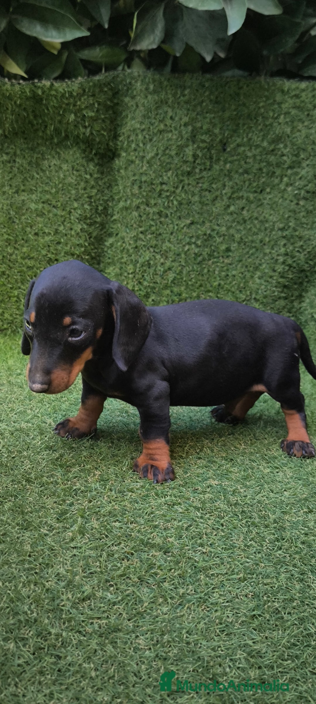 Teckel Miniatura perros en venta: teckel canichen  negro fuego  - Imagen 16