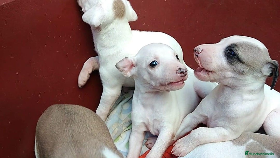 Whippet perros en venta: whippet córdoba  - Imagen 3