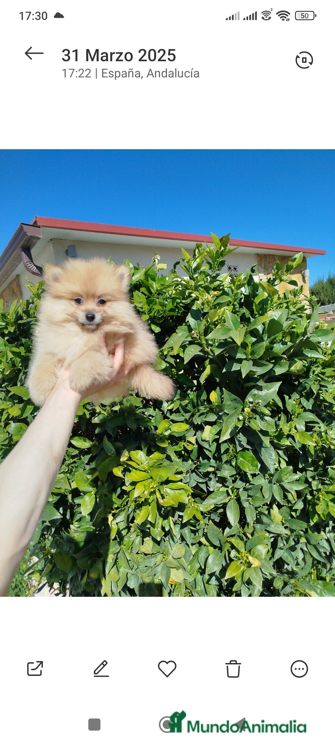 Pomerania perros en venta: Pomerania toy  - Imagen 3