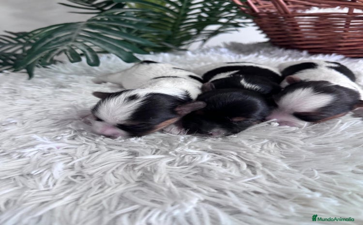 Yorkshire Terrier perros YORKSHIRE BIEWER HEMBRAS - Anuncio 4