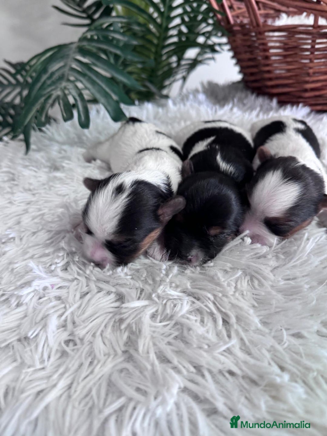 Yorkshire Terrier perros en venta: YORKSHIRE BIEWER HEMBRAS - Anuncio 1