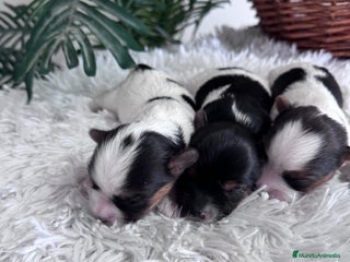 Yorkshire Terrier perros YORKSHIRE BIEWER HEMBRAS - Anuncio 4