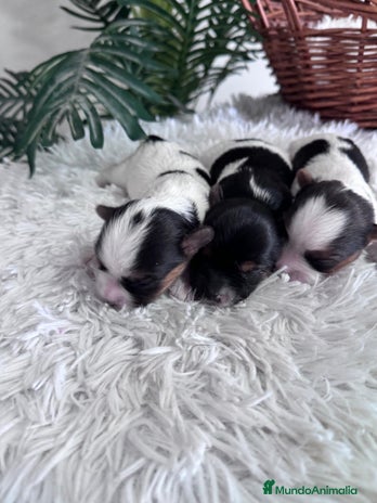 Yorkshire Terrier perros YORKSHIRE BIEWER HEMBRAS - Anuncio 5