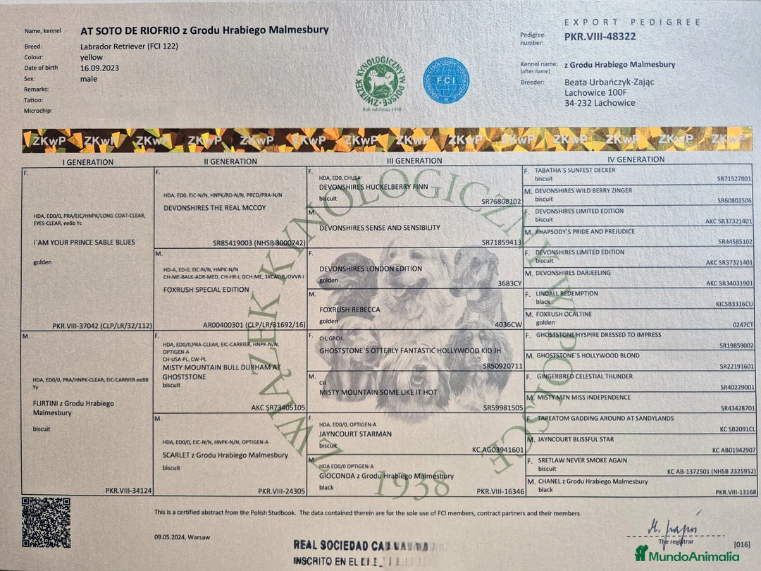 Labrador Retriever perros en venta: LABRADOR - Anuncio 8